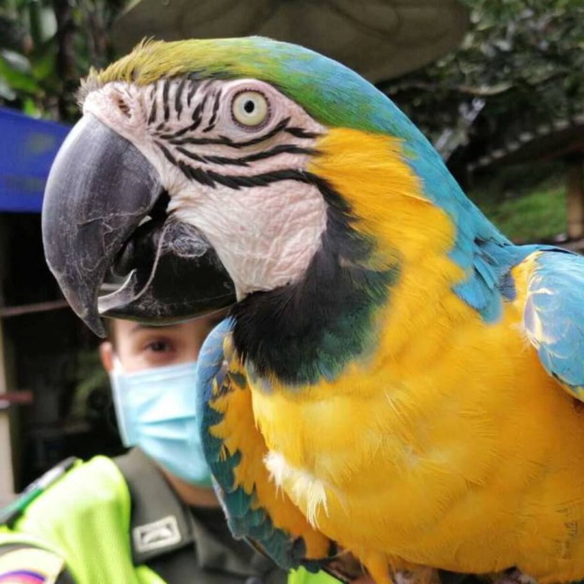 Continúan operativos contra el tráfico ilegal de flora y fauna en Risaralda
