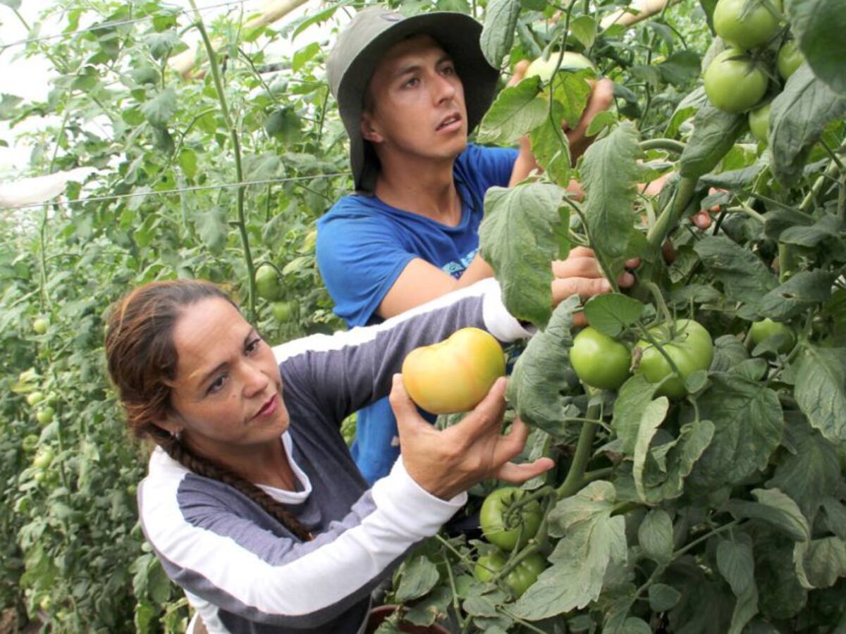 Cooperación internacional apoya a productores de hortalizas del Magdalena