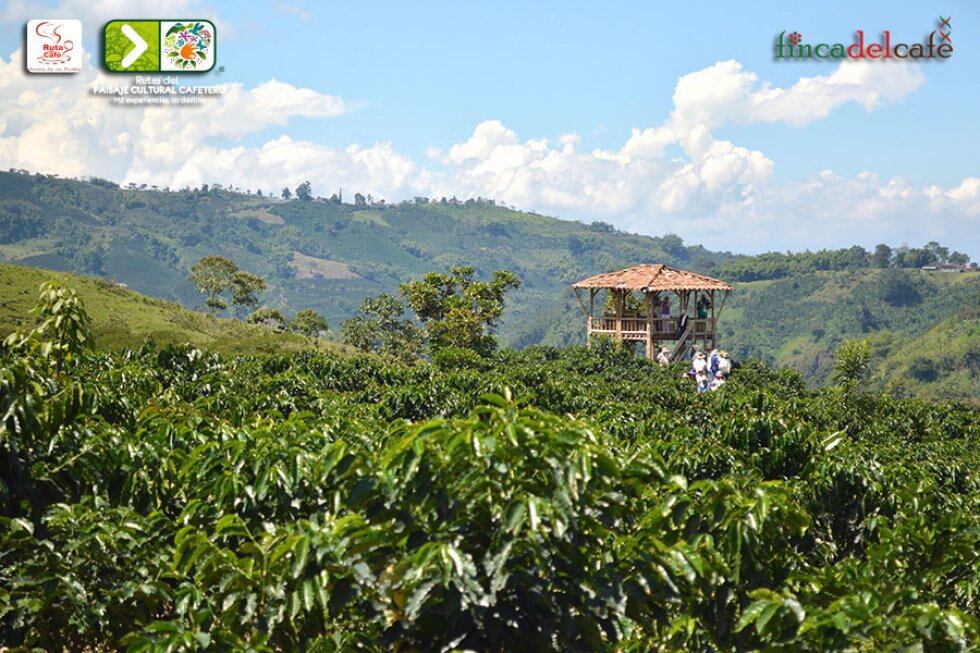 Esta es una experiencia de la semilla al paladar. Un café sabe mucho mejor cuando se vive la experiencia de la finca; en el Tour del Café, se guía al turista a través de sus plantaciones de Café Especial, enseñándole cómo es el proceso de este fruto desde la siembra, pasando por miradores y estaciones donde enseñan de mitos y leyendas propias de nuestra cultura, construidos en Guadua, viviendo el proceso de la recolección manual selectiva y el despulpado.