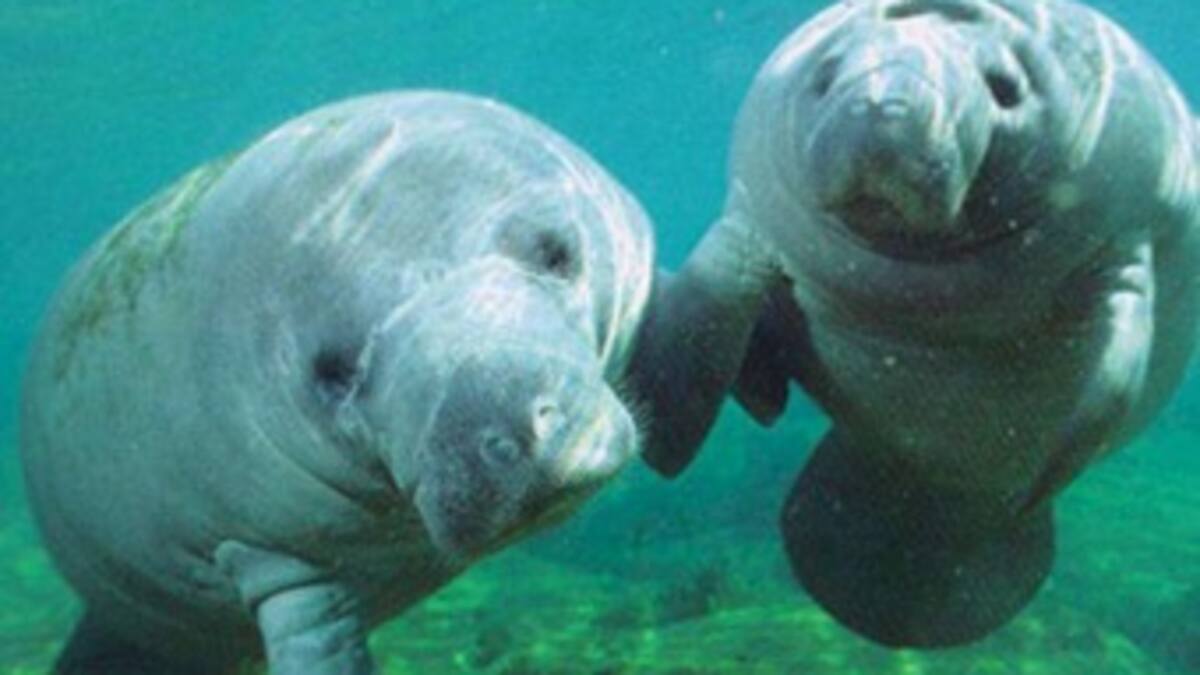 Conozca el grado de amenaza de los mamíferos del Caribe