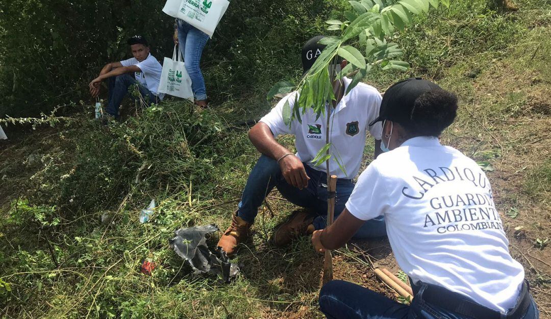 Las siembras se hacen en zonas que requieren restauración de ecosistemas y la recuperación de áreas degradadas