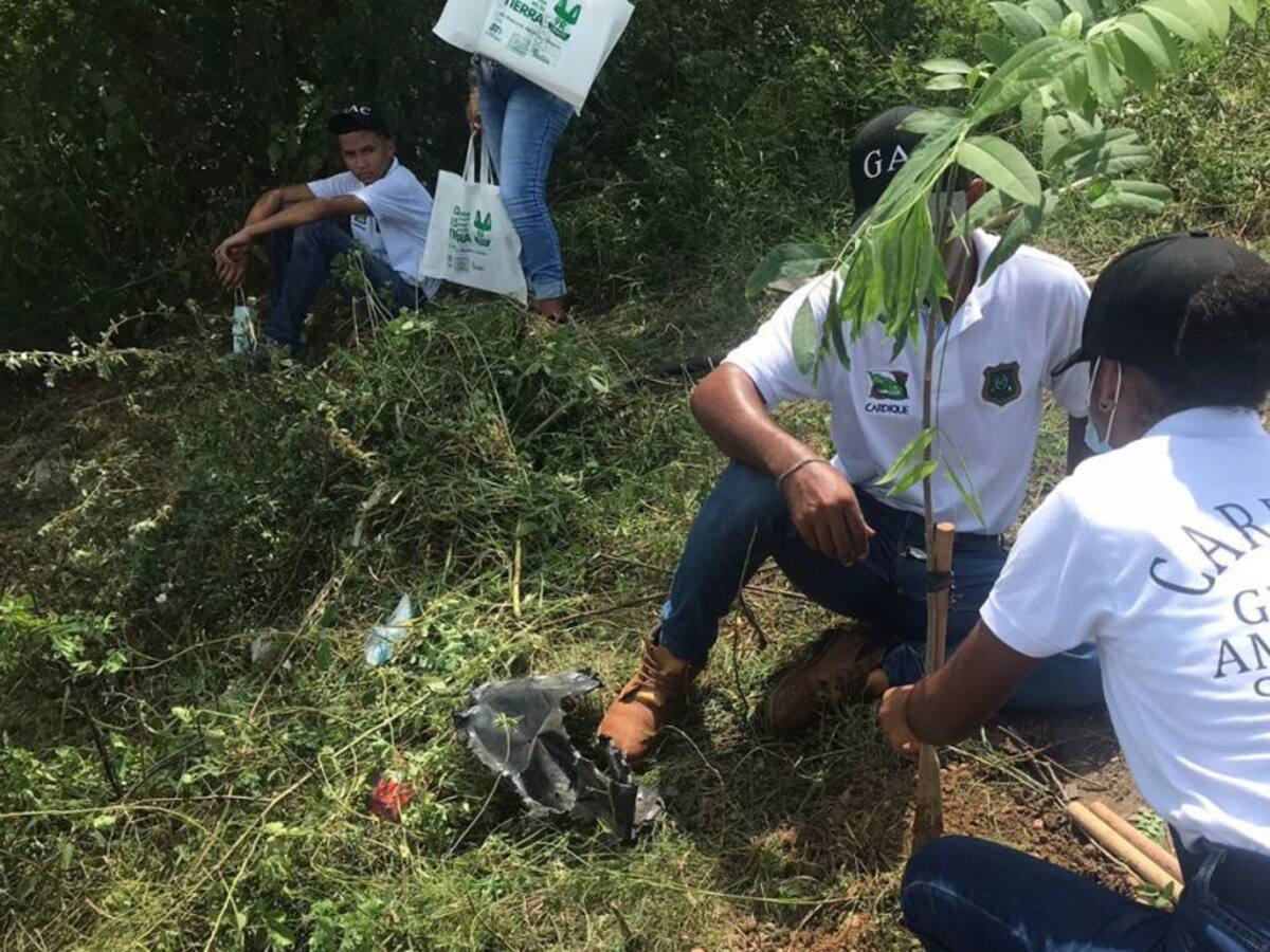 Cardique adelanta siembra de más de 40 mil árboles en municipios de Bolívar