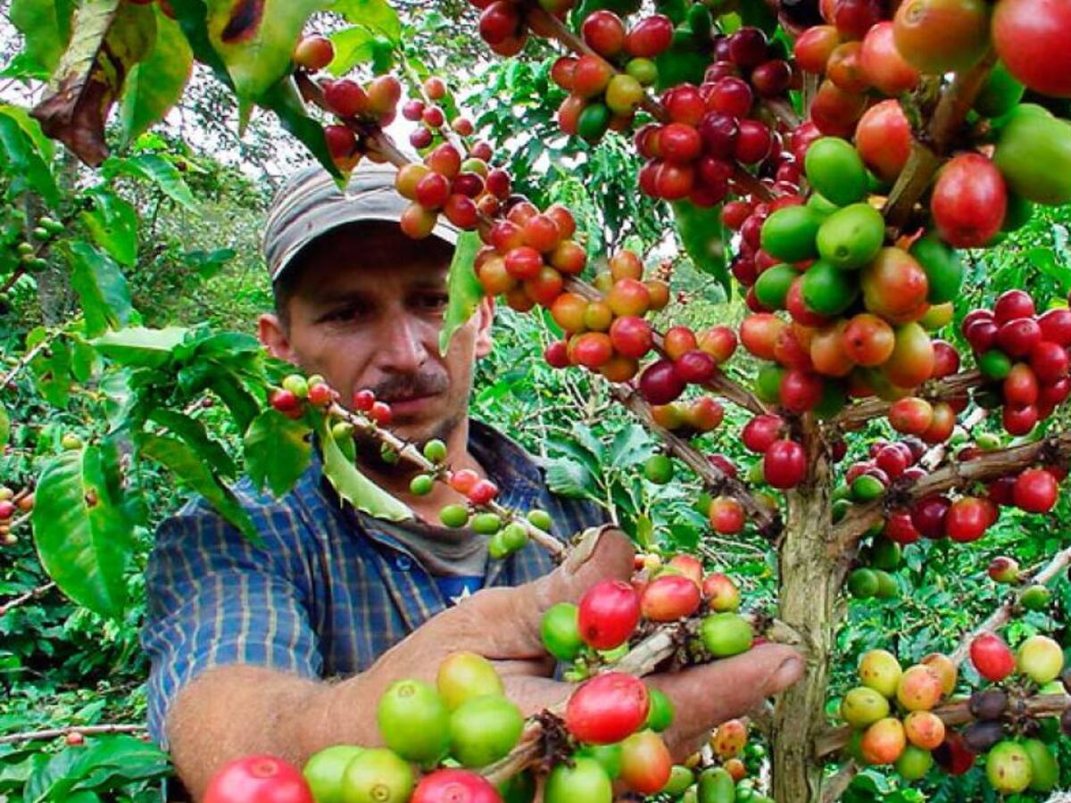 Huila ocupó primer lugar en ranking de producción cafetera de Colombia