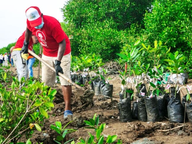 ESENTTIA aporta a la Gran Sembratón Nacional del Ministerio de Ambiente y Desarrollo Sostenible, con la siembra de 1.000 plántulas de mangle