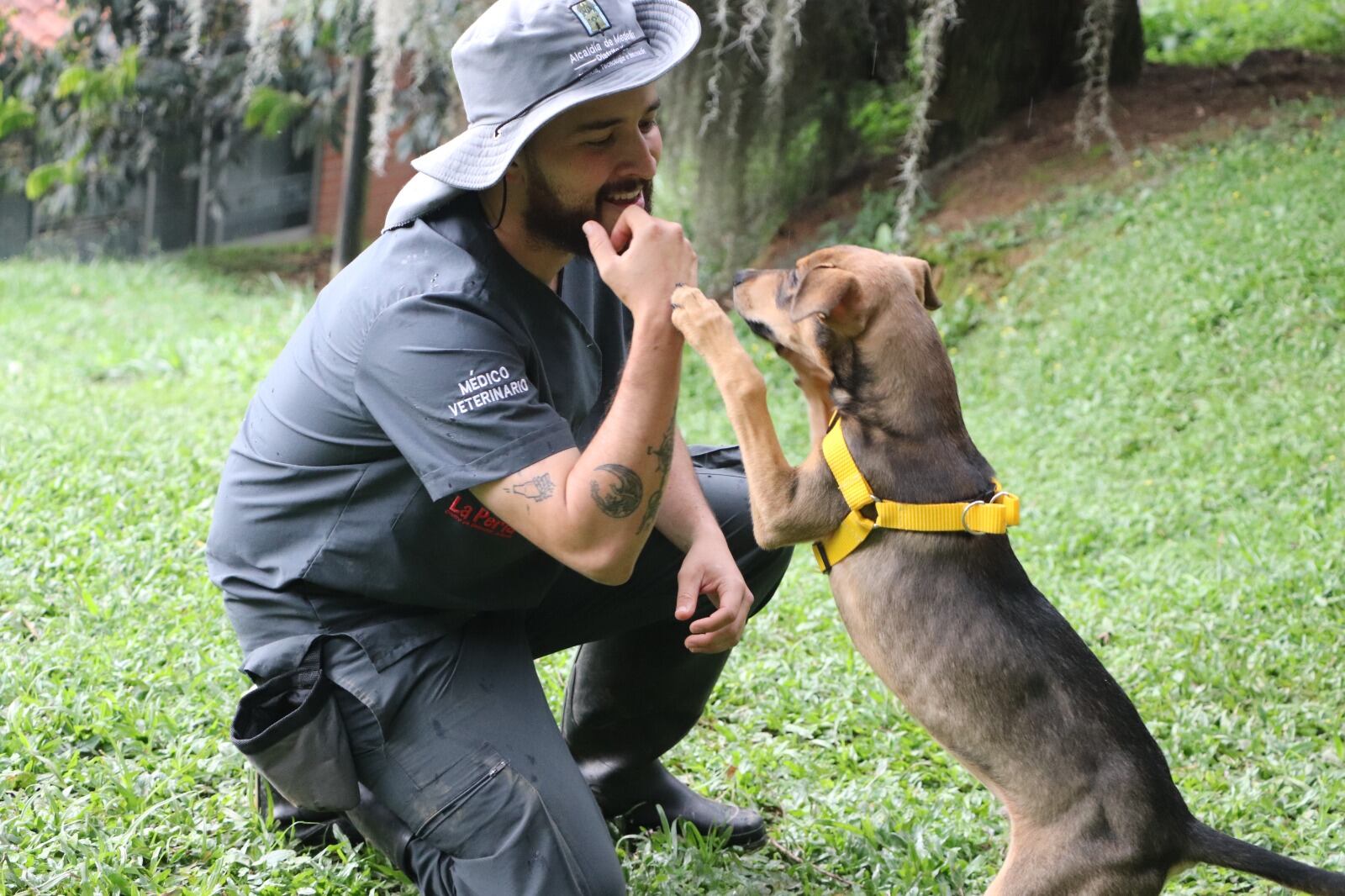Alcaldía de Medellín fortalece sus rutas de atención contra el maltrato animal Foto: Alcaldía de Medellín