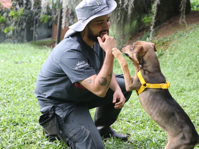 Alcaldía de Medellín fortalece sus rutas de atención contra el maltrato animal Foto: Alcaldía de Medellín