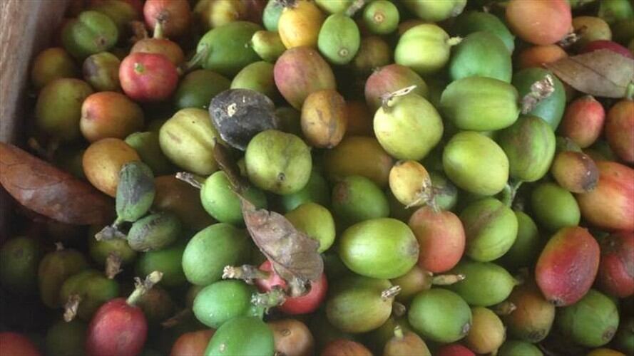 Café......... Foto: