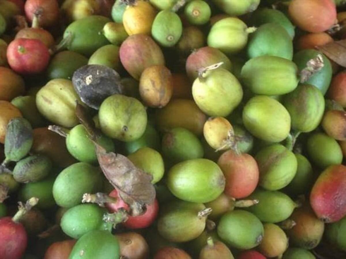 20 millones de kilos de café verde están represados en el país por el paro
