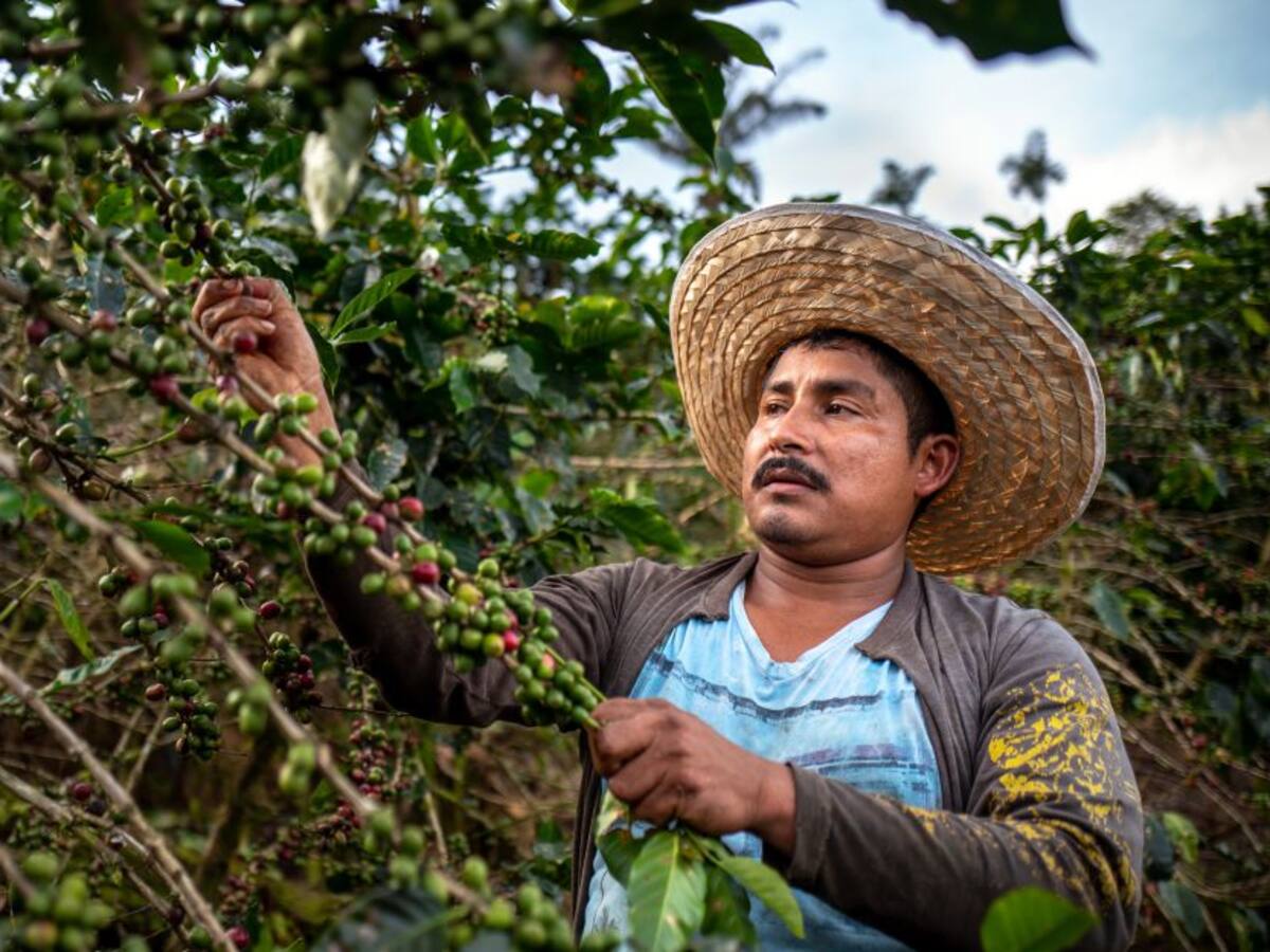 Aprobado Conpes cafetero que establece la hoja de ruta del sector al 2030