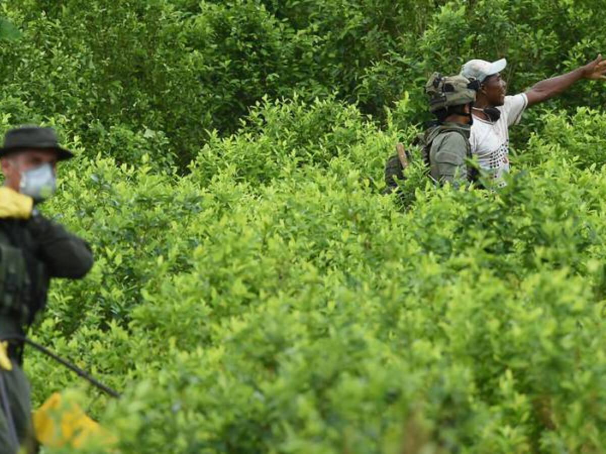 Erradicación manual de una hectárea de coca tarda 15 horas: Ariel Ávila