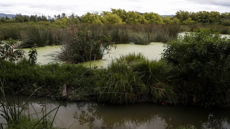 ¿Qué pasa con los humedales de Bogotá en tiempos de pandemia?