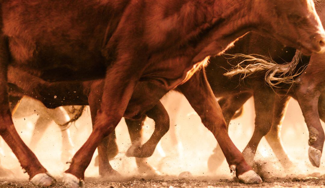 Pisadas del ganado compactan los suelos