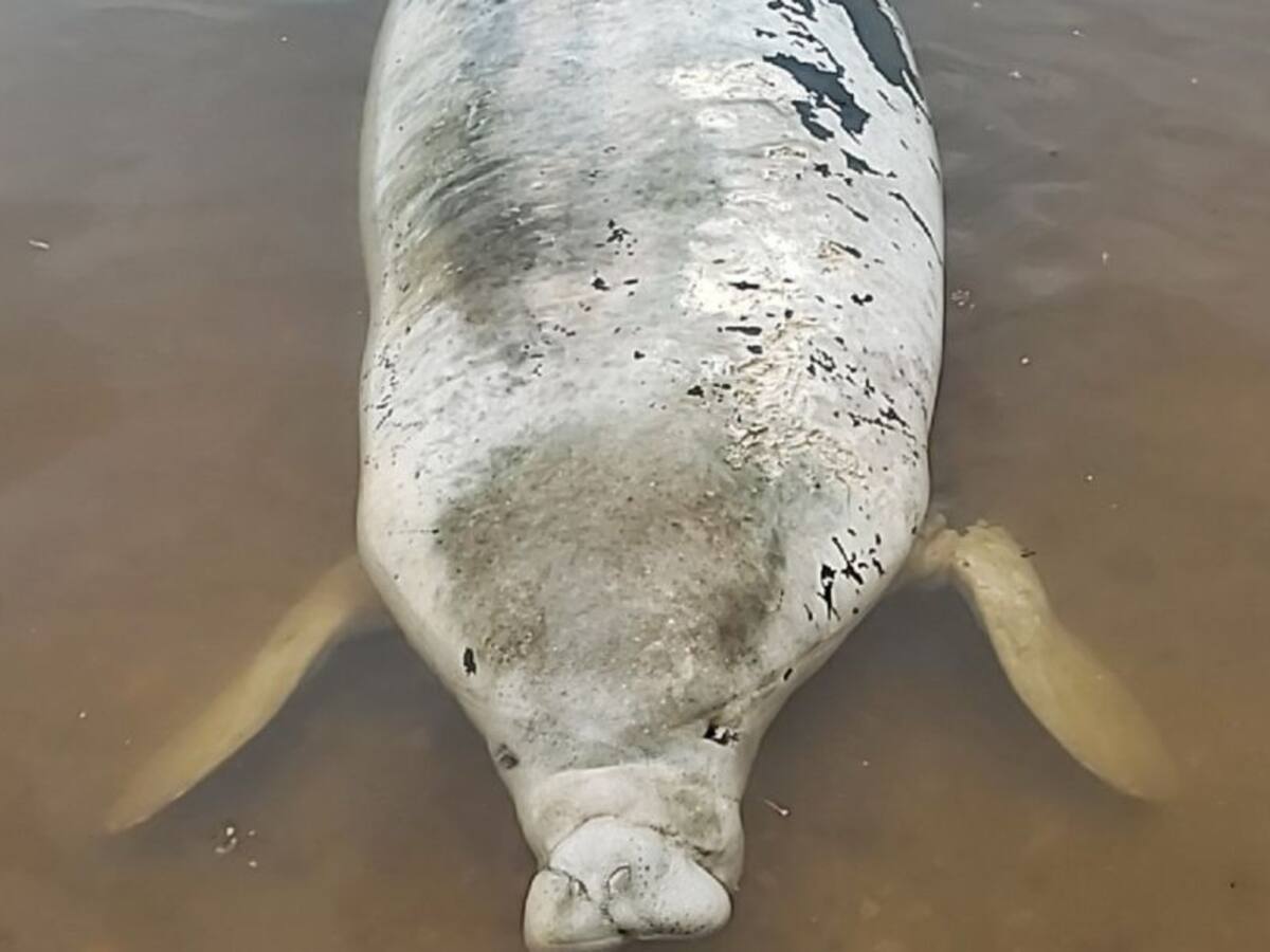Otro manatí fue hallado muerto en Puerto Wilches