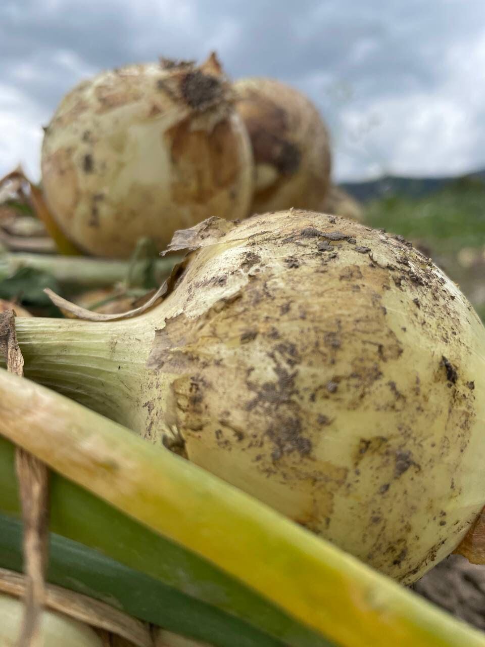 Los cebolleros en Boyacá solicitan al Gobierno Nacional mesas de diálogo, para evitar las vías de hecho