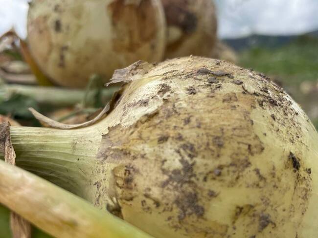Los cebolleros en Boyacá solicitan al Gobierno Nacional mesas de diálogo, para evitar las vías de hecho