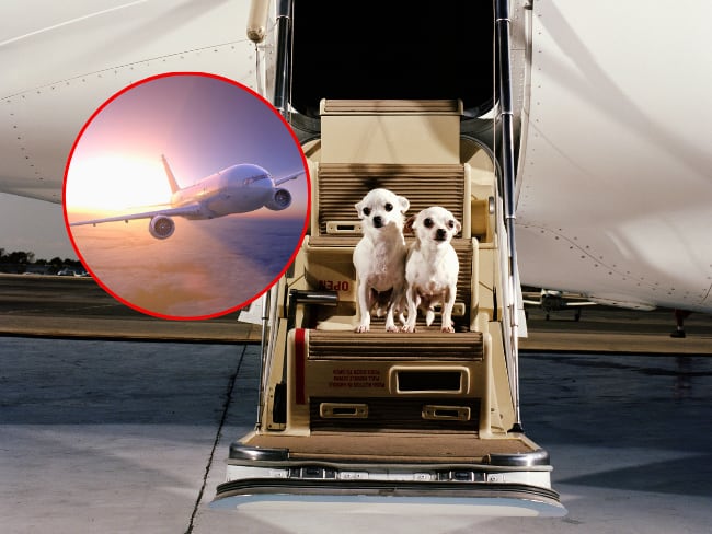 Listado de documentos para viajar con mascotas 2027: Todo lo que exigen las aerolíneas y aeropuertos. Getty Images