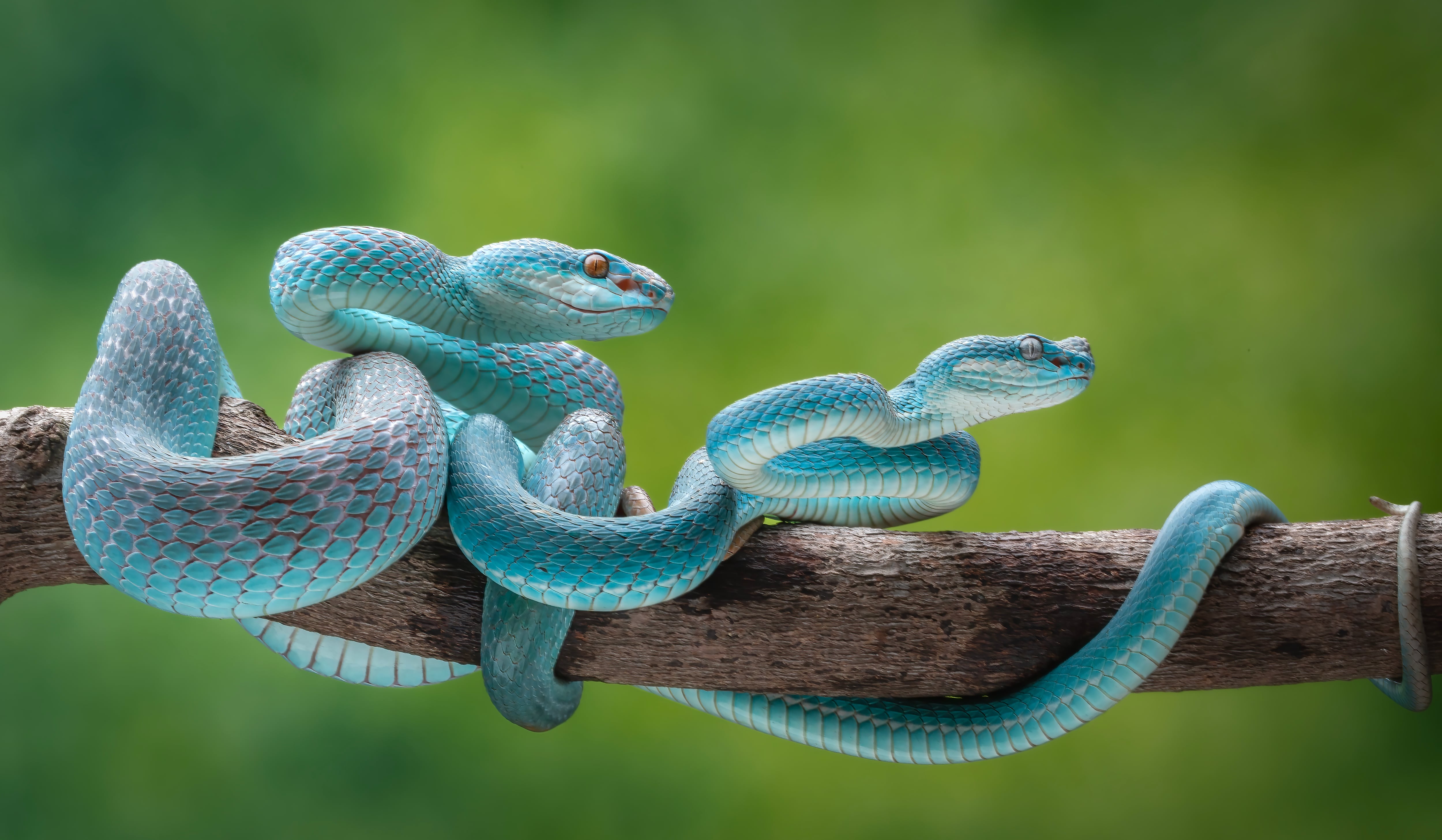 Serpientes, imagen de referencia (Getty Images).