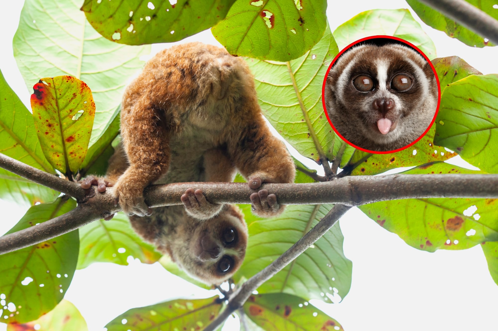 Loris perezoso. Fotos: Getty Images.