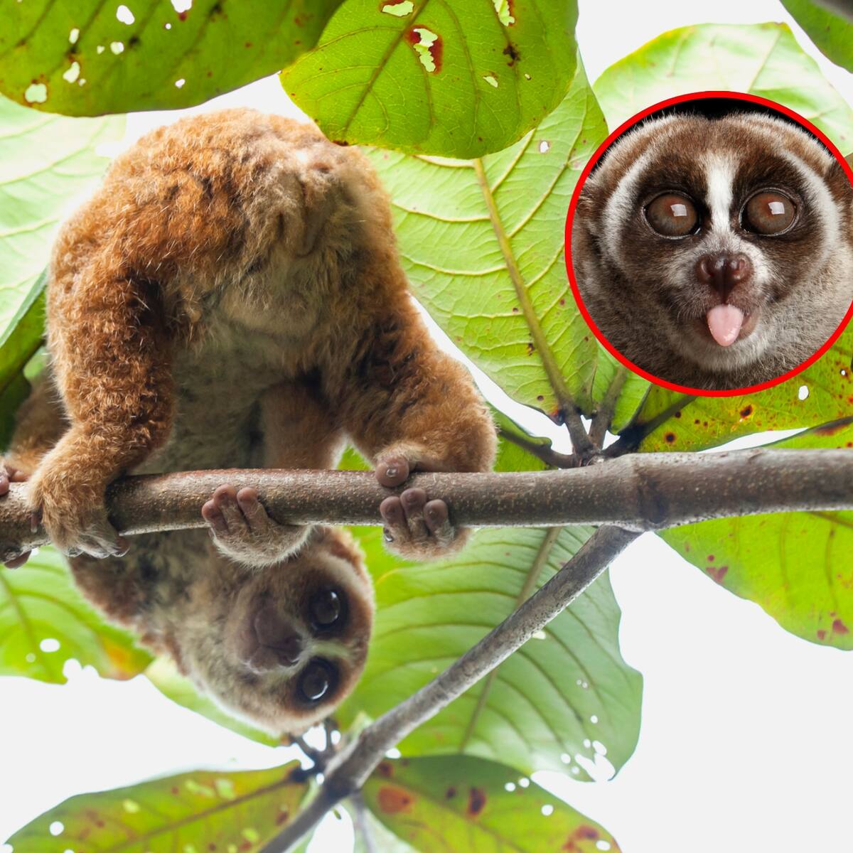 Este es el primate que con una mordida es capaz de causar la muerte a un ser humano: es venenoso