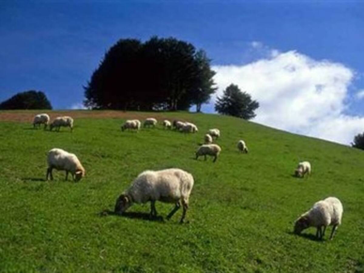 Medio millón de ovejas muere en el sur de Argentina a causa de volcán Puyehue
