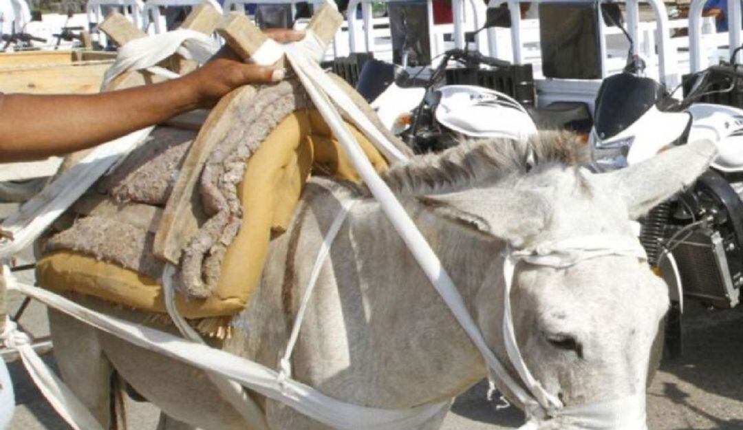 El Juez Octavo Administrativo requirió al Distrito, DATT, Umata y Dadis ampliar las posibilidades para cumplir con la sustitución de vehículos