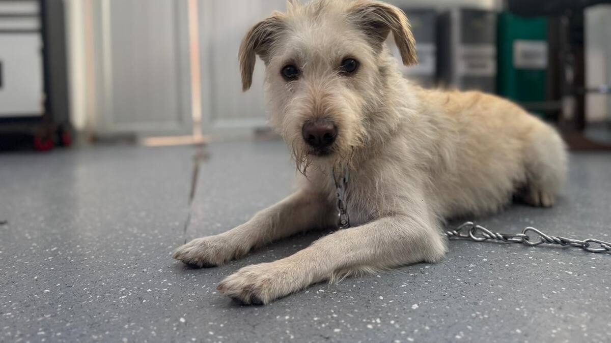 En el marco de la ley Ángel rescatan al perrito Copito quien era maltratado en una vivienda