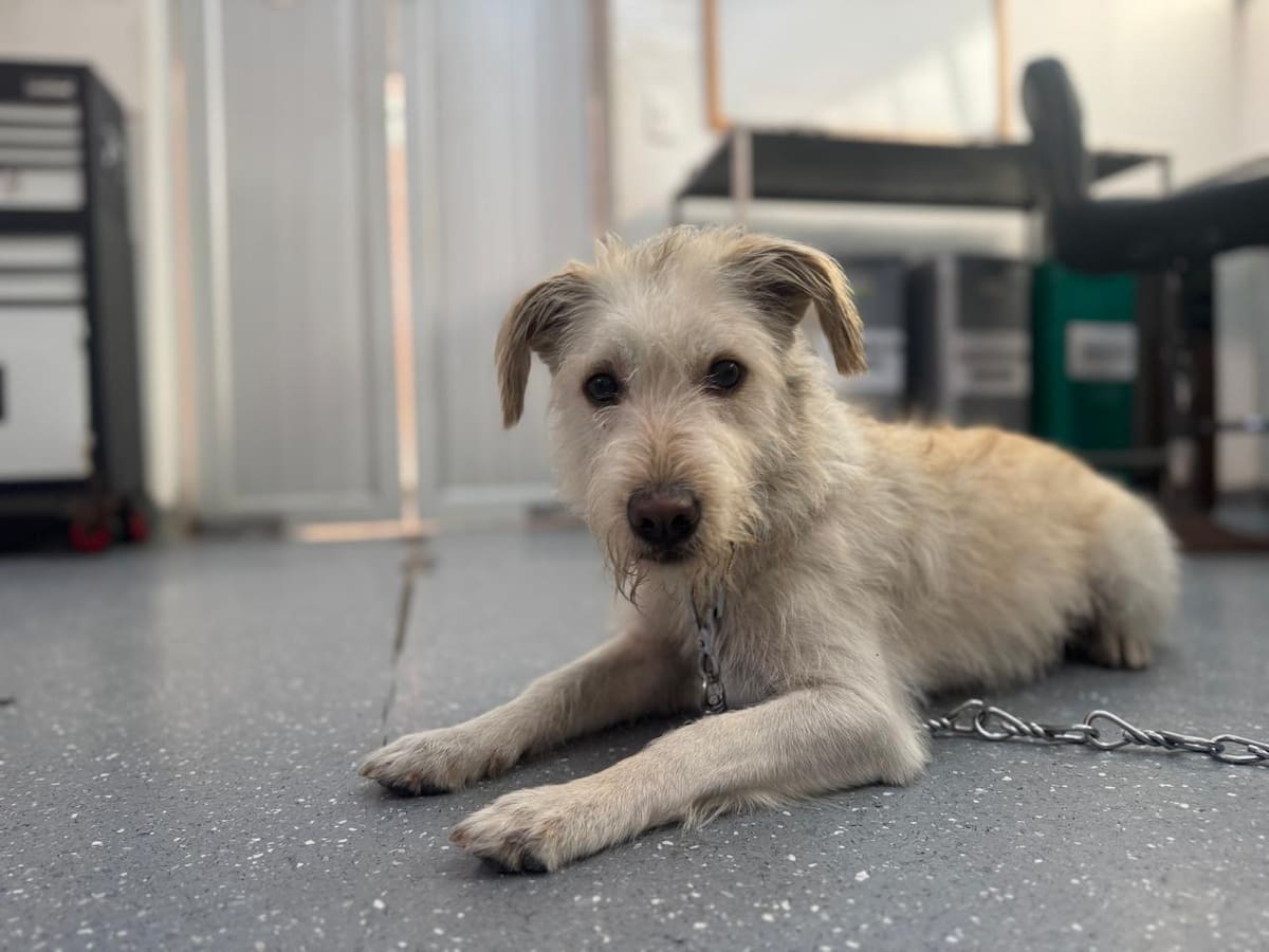En el marco de la ley Ángel rescatan al perrito Copito quien era maltratado en una vivienda