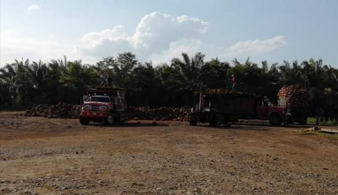 Transportadores de palma de aceite levantan cese de actividades