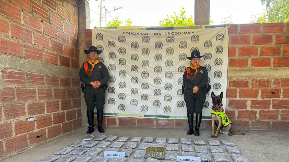 Canino antidrogas permitió la incautación de 30.000 dosis de marihuana en Santa Marta