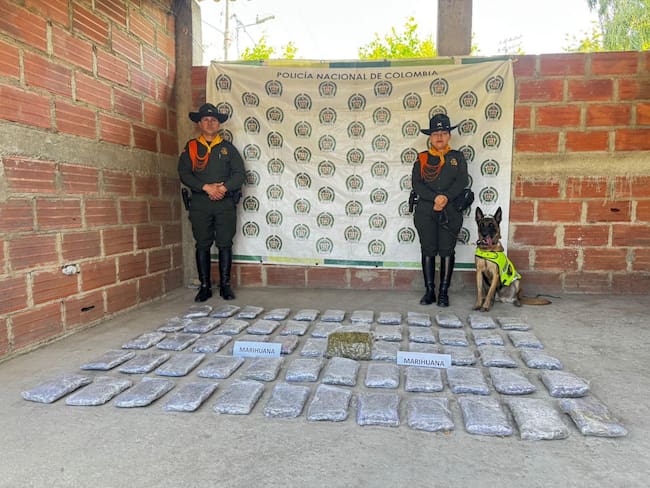 Canino antidrogas permitió la incautación de 30.000 dosis de marihuana en Santa Marta/ Mesan