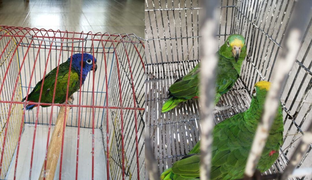 Recuperación de fauna silvestre