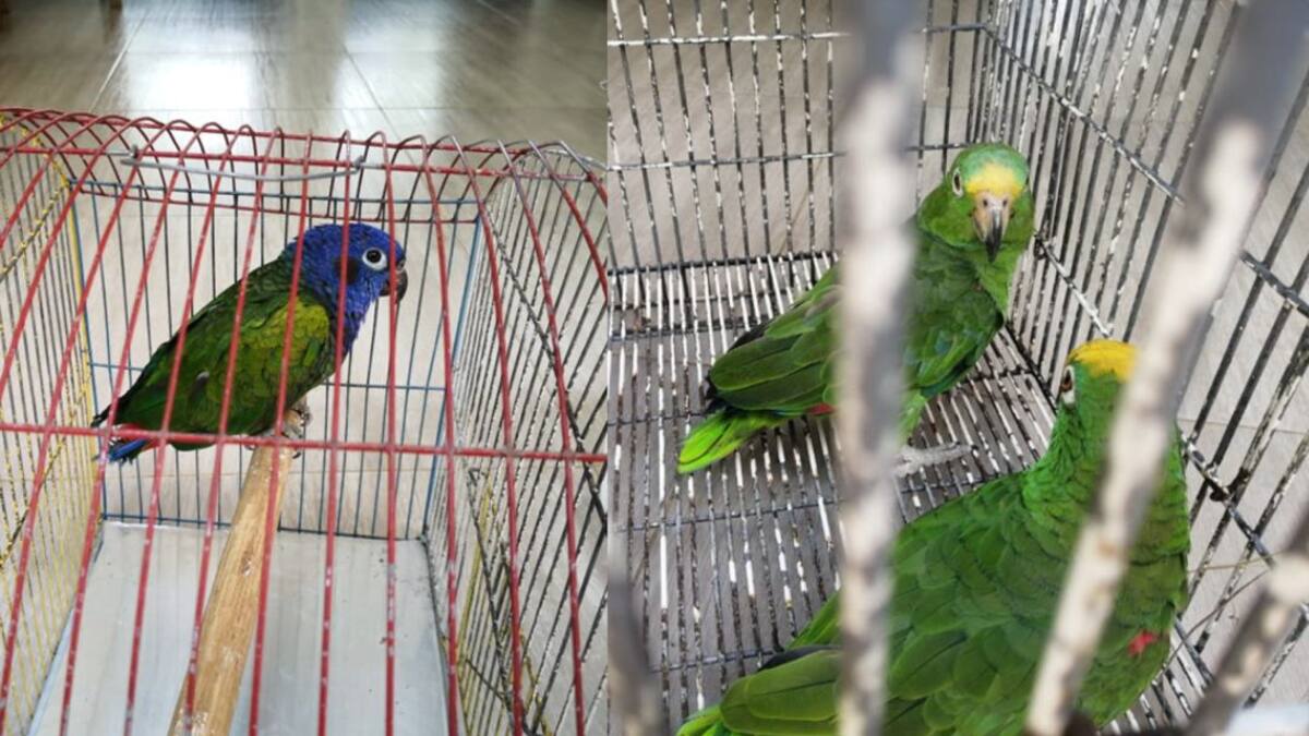 Autoridades ambientales rescatan cuatro aves que estaban en cautiverio