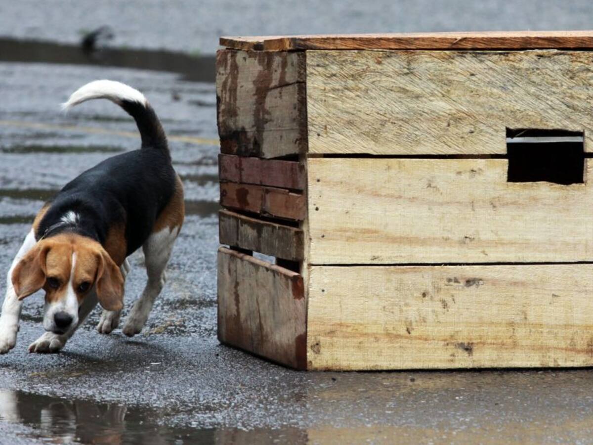 Perros de asistencia podrán estar en lugares públicos