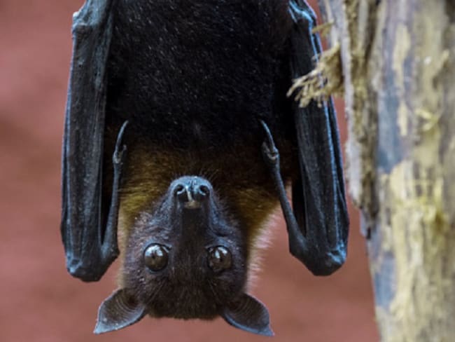Curiosa manera de los padres murciélagos para hacer que sus crías “maduren”