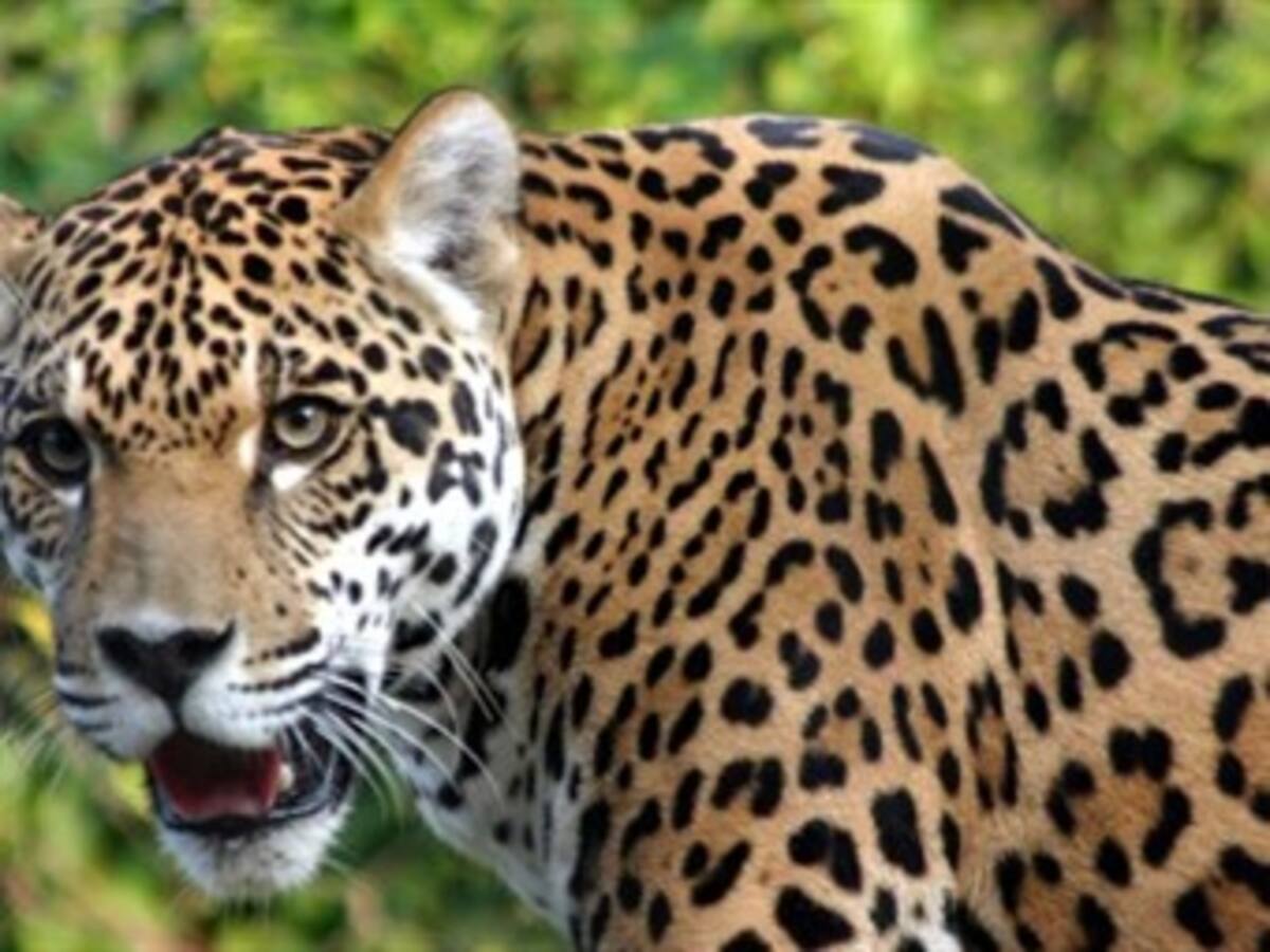 Tigrillos y otros felinos están siendo cazados en el Meta, por ganaderos