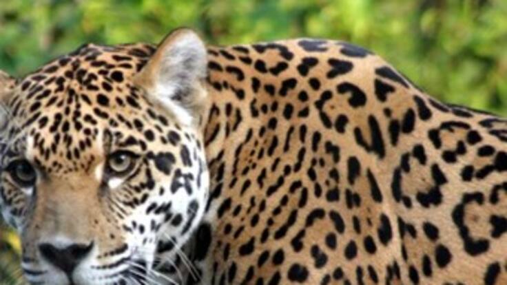 Tigrillos y otros felinos están siendo cazados en el Meta, por ganaderos