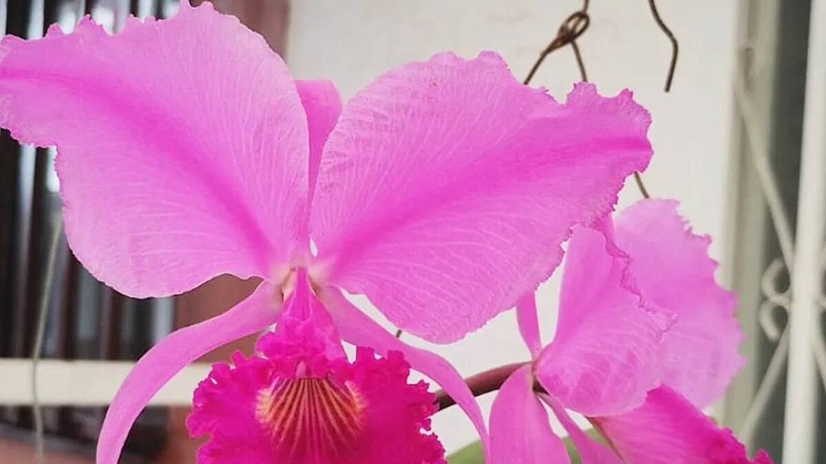 José Vicente Ordóñez Pardo, presidente Asociación Quindiana de Orquideología