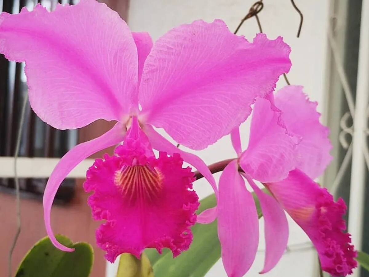 Nueva especie de orquídea es descubierta en Armenia: Asociación Quindiana de Orquideología