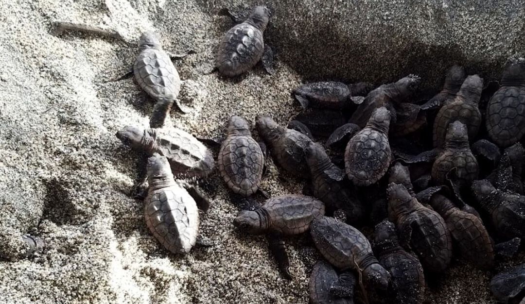 Nacen 105 tortugas bobas en el parque Tayrona, en el Caribe colombiano