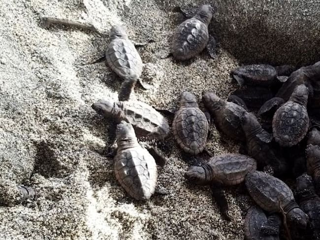 Nacen 105 tortugas bobas en el parque Tayrona, en el Caribe colombiano