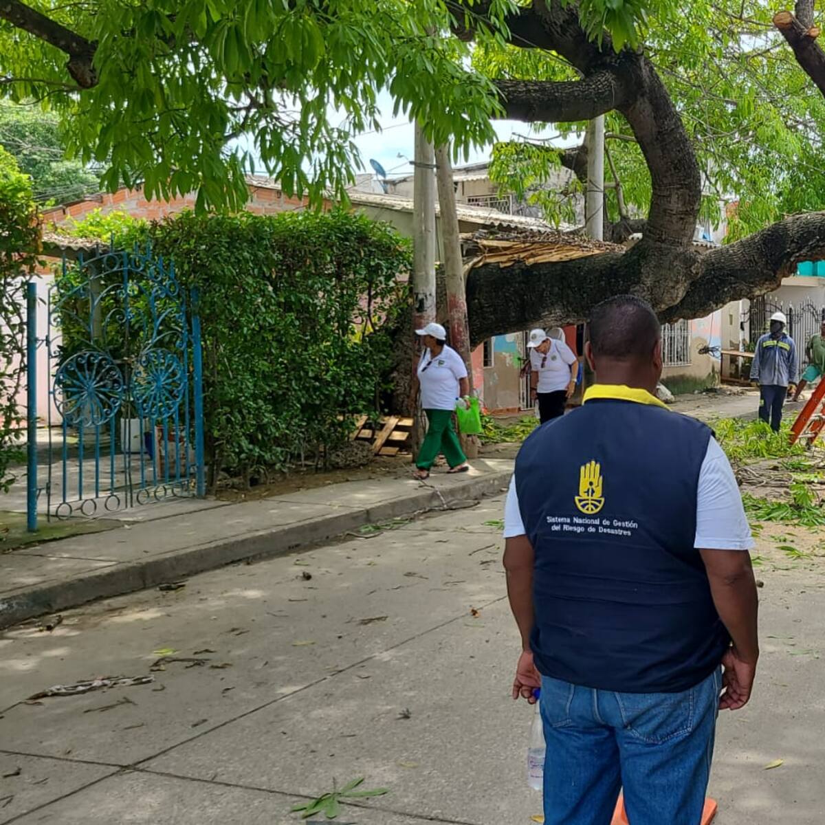 OAGRD y EPA Cartagena intervienen árbol en mal estado en el barrio Ternera