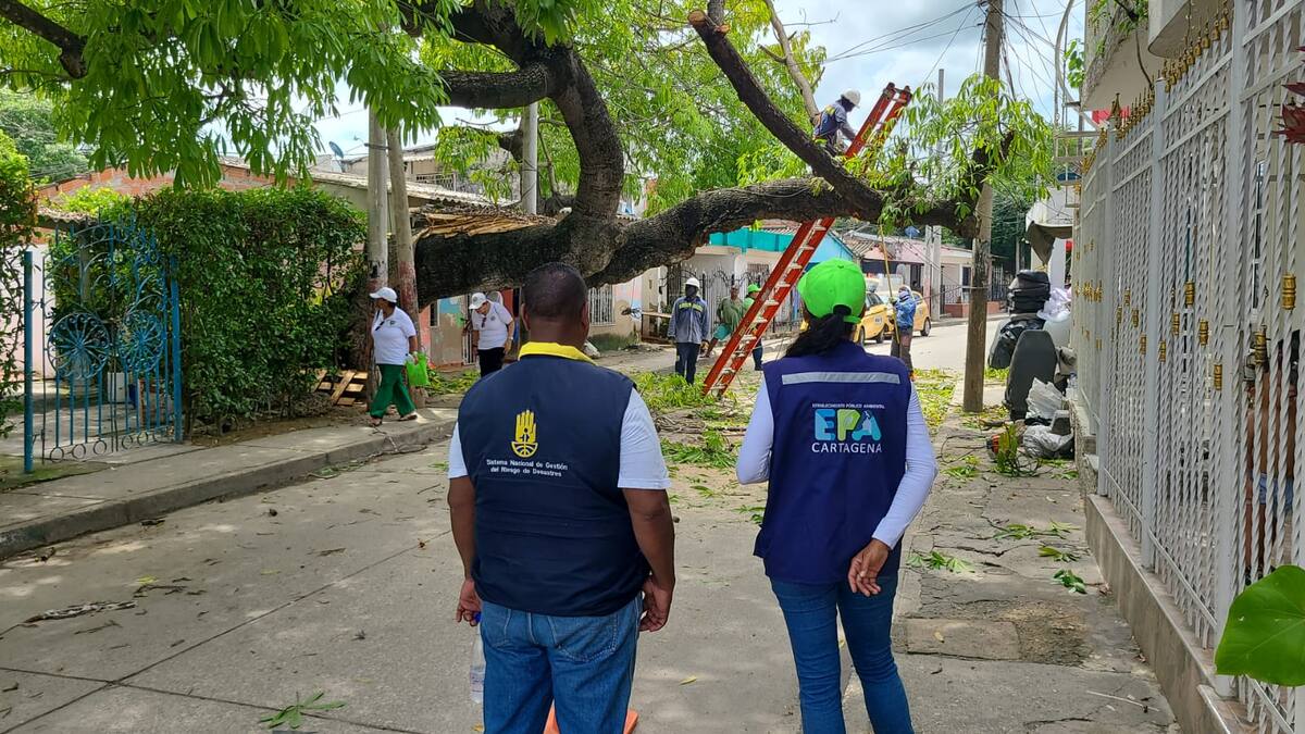 OAGRD y EPA Cartagena intervienen árbol en mal estado en el barrio Ternera