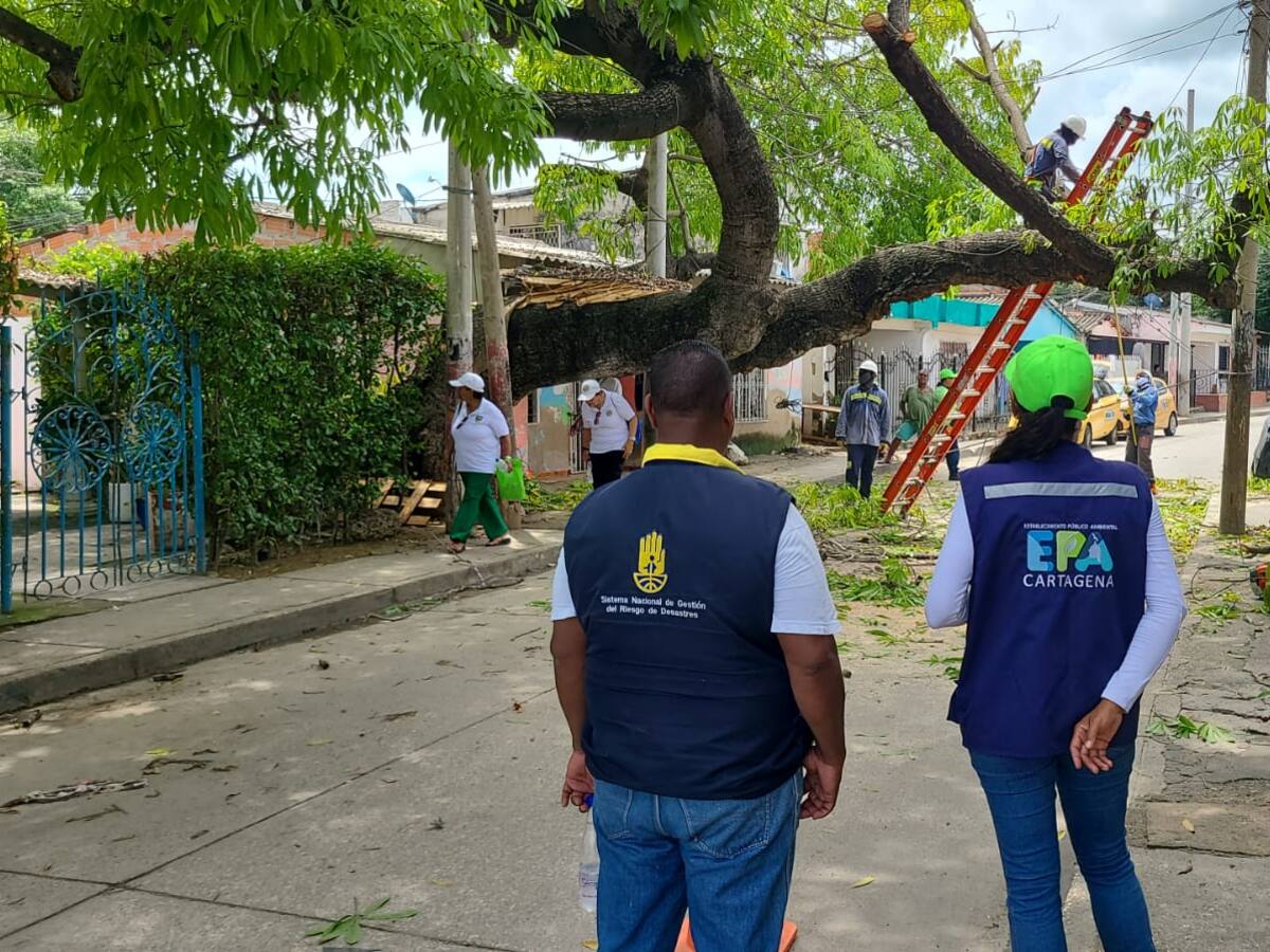 OAGRD y EPA Cartagena intervienen árbol en mal estado en el barrio Ternera