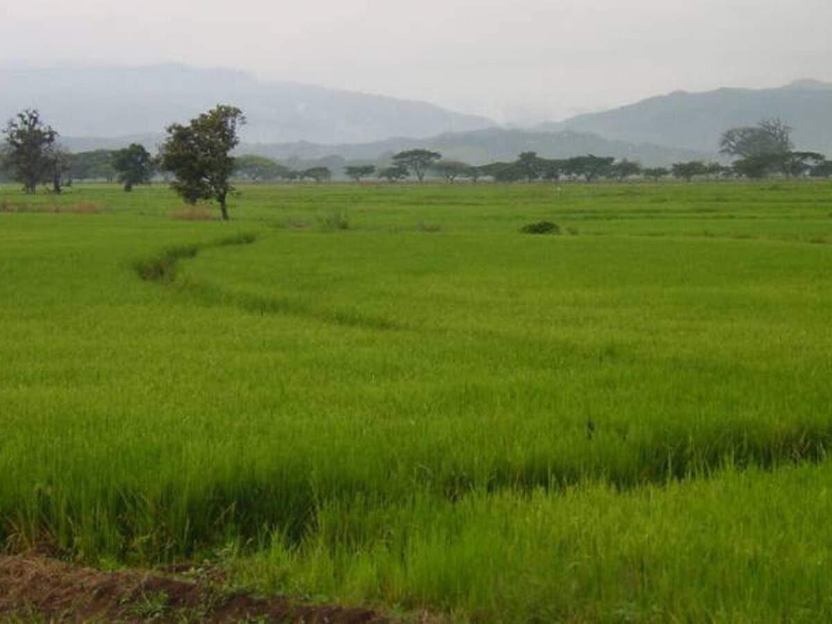 Arroceros de La Mojana sucreña en alerta por crisis de Hidroituango