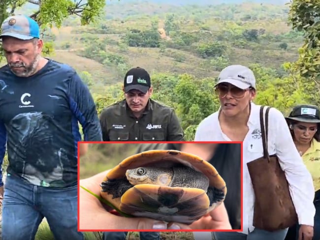 Liberación de más de 130 animales en el Meta. Foto: Cortesía