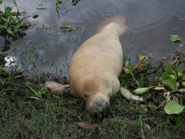 Encuentran muerto un manatí que es una especie en vía de extinción