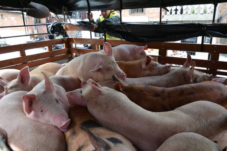 Porcinos incautados por la Policía en Medellín. 