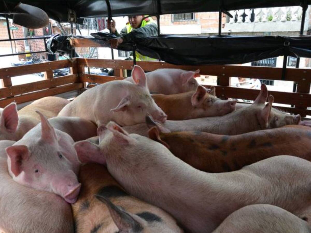Policía recuperó un camión robado con 44 porcinos en Bello, Antioquia