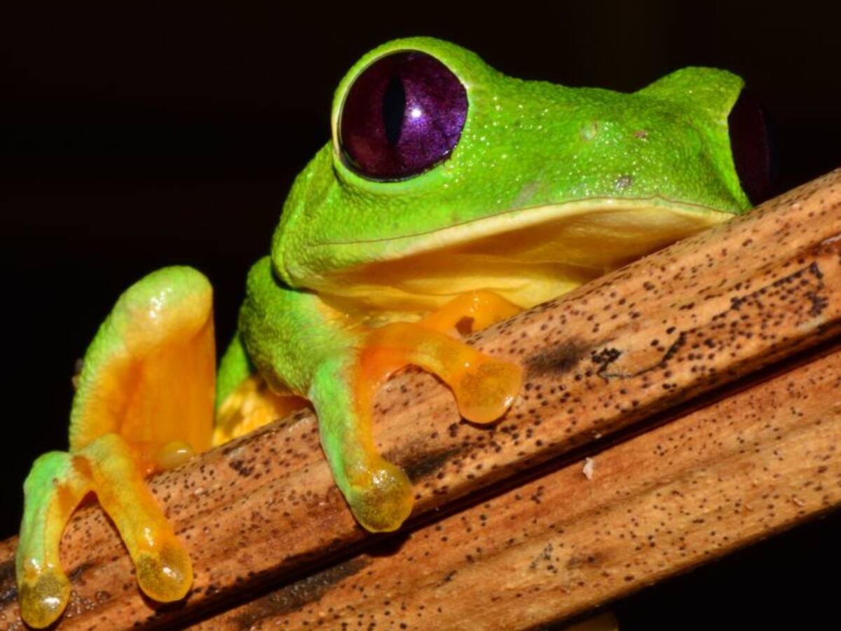 Hallan propiedades antibióticas en la piel de una rana colombiana