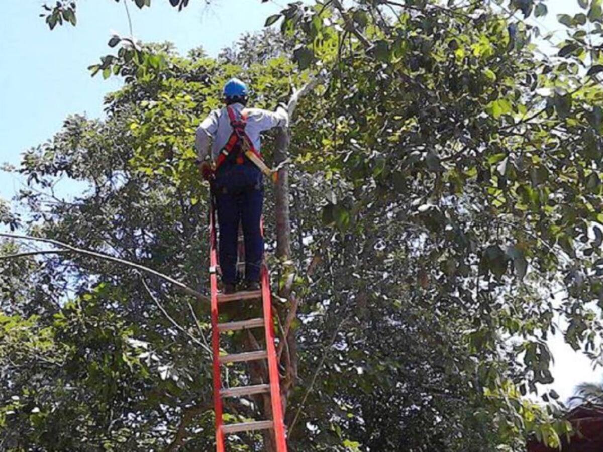 Podan árbol que hacía contacto con redes de alta tensión en Cartagena
